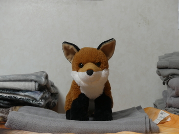 Unnamed 12 (Red Fox, Douglas)